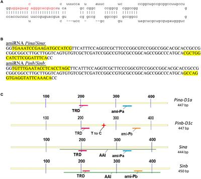 Artificial MicroRNA-Based Specific Gene Silencing of Grain Hardness Genes in Polyploid Cereals Appeared to Be Not Stable Over Transgenic Plant Generations